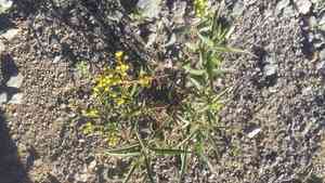 Willow groundsel(Barkleyanthus salicifolius)