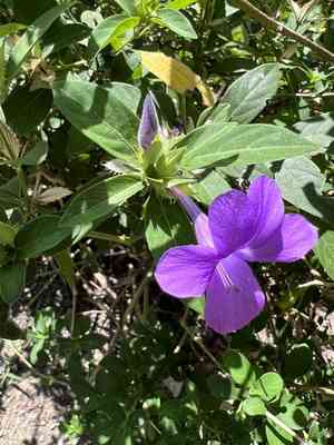 Crested philippine violet(Barleria cristata)