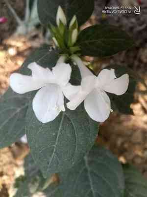 Crested philippine violet(Barleria cristata)