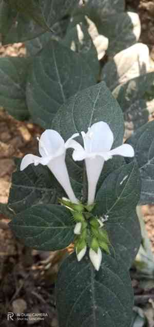 Crested philippine violet(Barleria cristata)