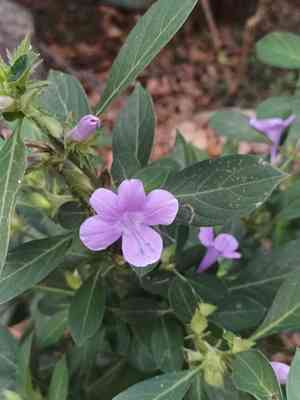 Crested philippine violet(Barleria cristata)