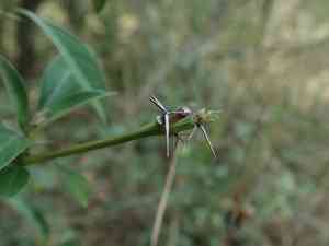 Porcupine flower(Barleria prionitis)