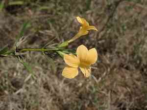 Porcupine flower(Barleria prionitis)