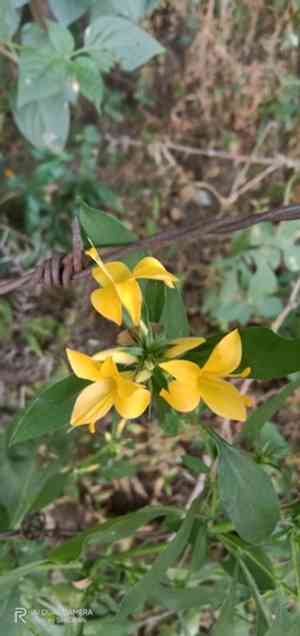 Porcupine flower(Barleria prionitis)