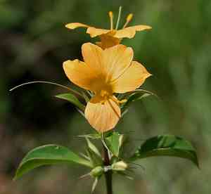 Porcupine flower(Barleria prionitis)