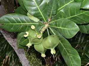 Sea poison tree(Barringtonia asiatica)