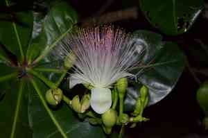 Sea poison tree(Barringtonia asiatica)