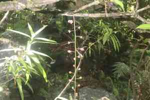 Yakooro(Barringtonia racemosa)