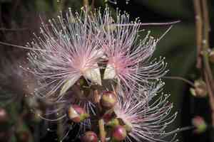 Yakooro(Barringtonia racemosa)