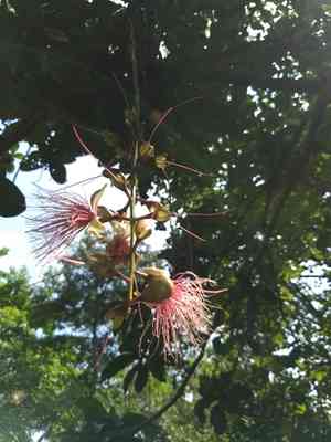 Yakooro(Barringtonia racemosa)
