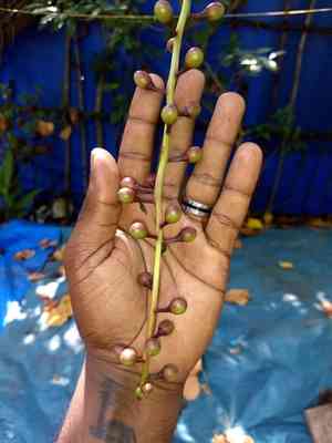 Yakooro(Barringtonia racemosa)