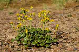 Bartlettia (Bartlettia)(Bartlettia)