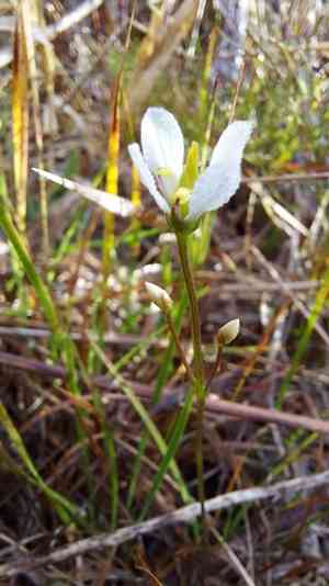 White screwstem(Bartonia verna)