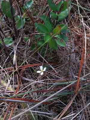 White screwstem(Bartonia verna)