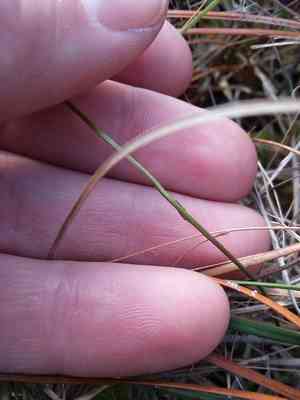 White screwstem(Bartonia verna)