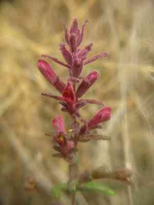 Bartsia (Bartsia)(Bartsia)