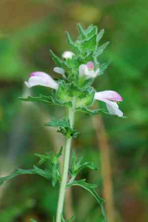 Bartsia (Bartsia)(Bartsia)