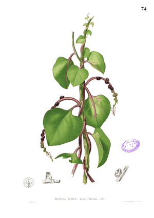 Basella (Basella)(Basella)