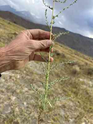 Fivehorn smotherweed(Bassia hyssopifolia)