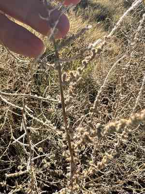 Fivehorn smotherweed(Bassia hyssopifolia)