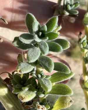 Fivehorn smotherweed(Bassia hyssopifolia)