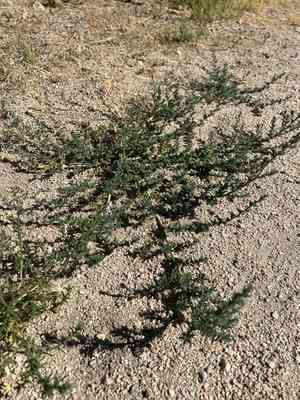 Fivehorn smotherweed(Bassia hyssopifolia)