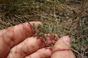 Prostrate summercypress(Bassia prostrata)