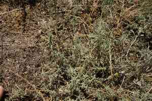 Prostrate summercypress(Bassia prostrata)