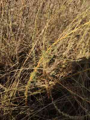 Prostrate summercypress(Bassia prostrata)