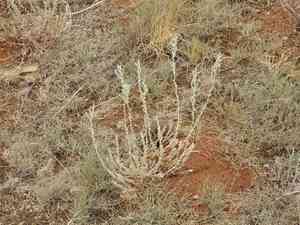 Prostrate summercypress(Bassia prostrata)