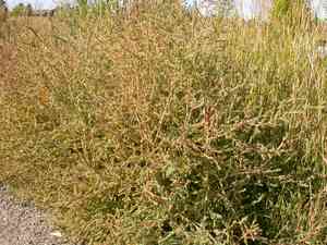 Summer cypress(Bassia scoparia)