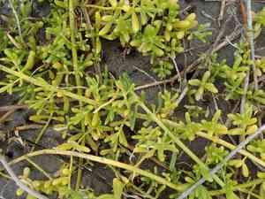 Saltwort(Batis maritima)