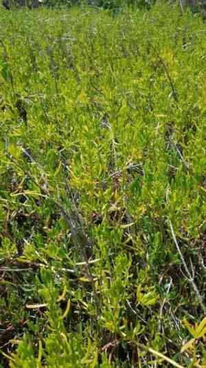 Saltwort(Batis maritima)