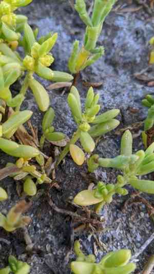 Saltwort(Batis maritima)
