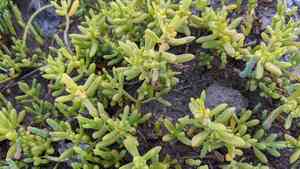 Saltwort(Batis maritima)