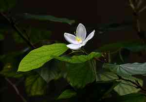 Dwarf white bauhinia(Bauhinia acuminata)