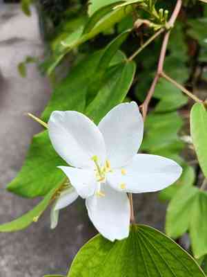 Dwarf white bauhinia(Bauhinia acuminata)