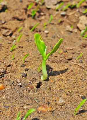 Dwarf white bauhinia(Bauhinia acuminata)