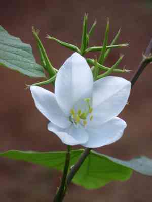 Dwarf white bauhinia(Bauhinia acuminata)