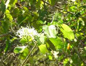 Mexican orchid tree(Bauhinia divaricata)