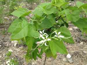 Mexican orchid tree(Bauhinia divaricata)
