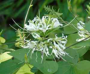 Mexican orchid tree(Bauhinia divaricata)
