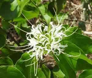 Mexican orchid tree(Bauhinia divaricata)
