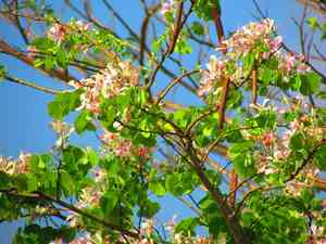 Pink bauhinia(Bauhinia monandra)
