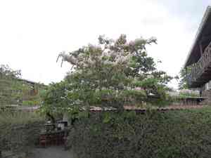 Pink bauhinia(Bauhinia monandra)