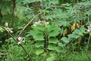 Pink bauhinia(Bauhinia monandra)