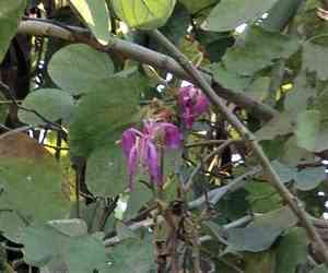 Pink bauhinia(Bauhinia monandra)