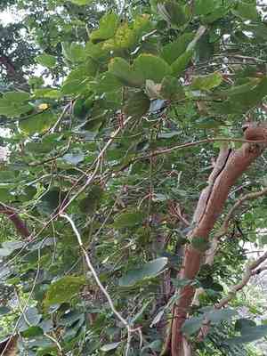 Orchid Tree(Bauhinia purpurea)