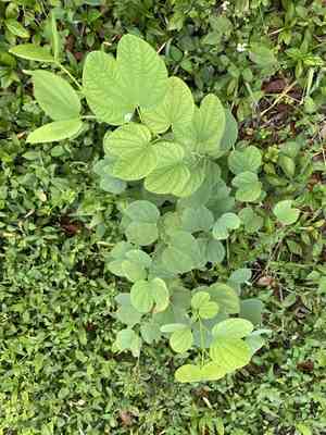 Orchid Tree(Bauhinia purpurea)