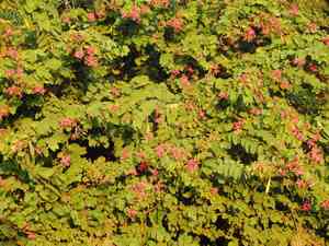 Orchid Tree(Bauhinia purpurea)